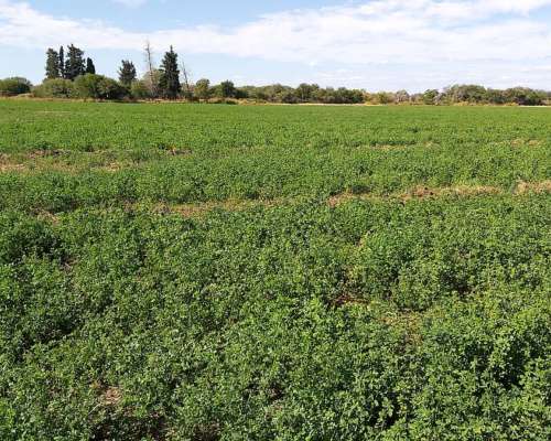 Campo Mixto en Venta - 1549 Hectáreas