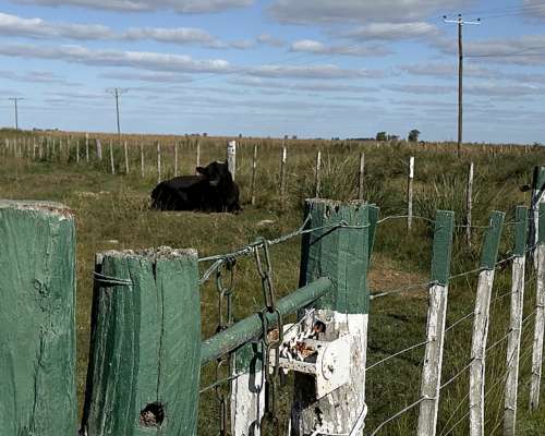 Campo Agrícola 134 Ha Carlos Tejedor Inmobiliaria Giacomino
