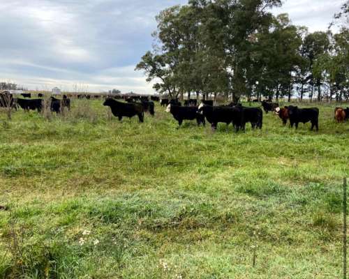 Campo en Venta en Rauch