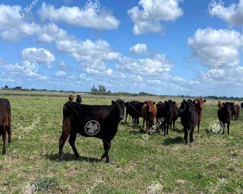 Campo en Venta de 450 Has en Magdalena. Mixto