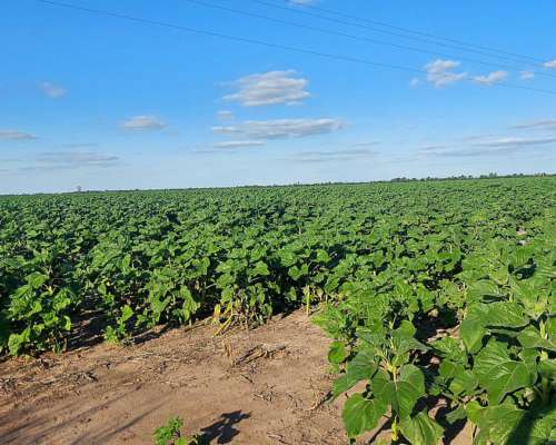 9105 Has SE Venden en Zona Moises Ville