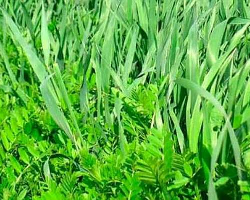 Avena Blanca Cristal con 10% de Vicia Villoza
