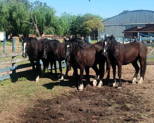 Vendo Lote de Potros