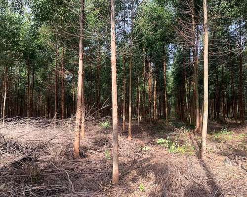 Corrientes Goya Campo Mixto Forestal Ganadero