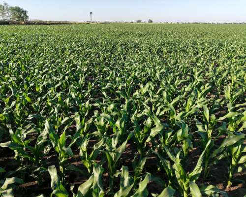 85 Has Agricolas las Rosas (santa FE)