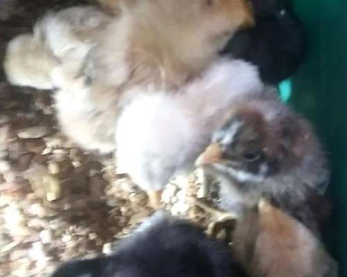 Pollitos de Campo, Razas Mixtas