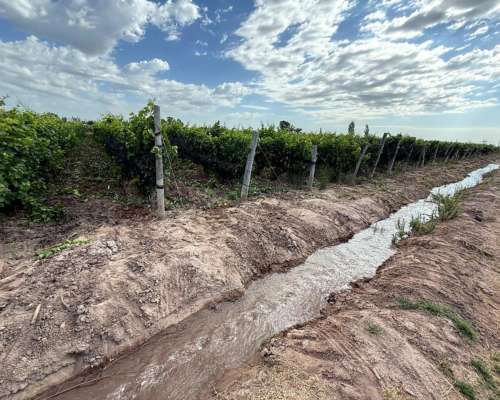 Finca 21.5 Ha en San Roque, Maipú