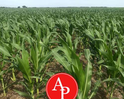 En Venta 300 HA. Metileo, la Pampa