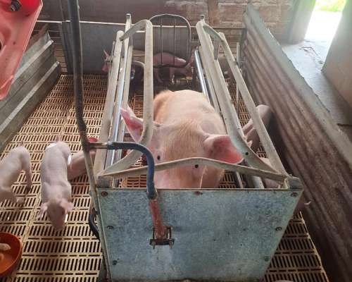 Cerdas Topig Preñadas Liquido