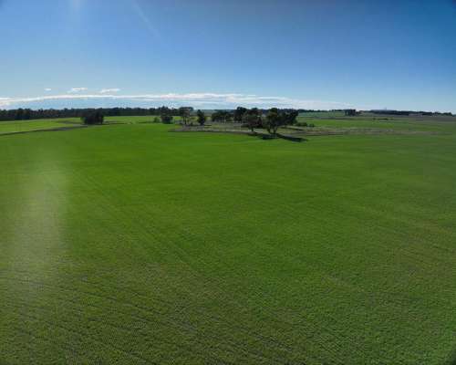 Tres Arroyos, Buenos Aires - 120 Ha