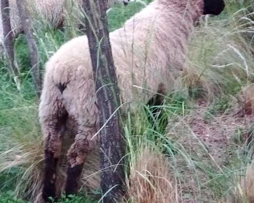 Carnero Corderos Borregos Cara Negra