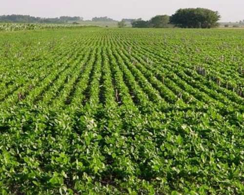 Mil Doscientas Has Campo Mixto Villaguay Entre Ríos