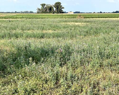 Luján, Buenos Aires - 45 Ha