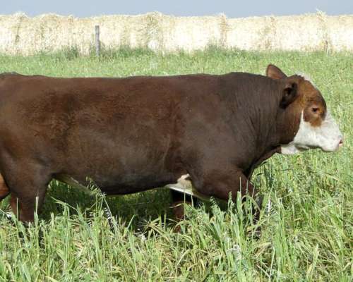Toro Polled Hereford Puro de Pedrigue