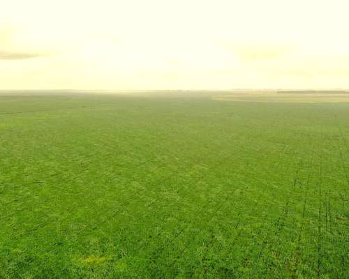 Campo Mixto 1500 HA, Pila (bs. AS)