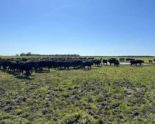 Vendo Campo Mixto en Suipacha 150 Has