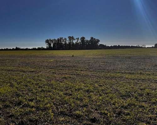 160 Hectáreas Agrícola Baradero Buenos Aires