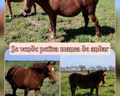 Petisa Mansa de Andar.