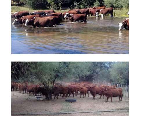 6000 Hectáreas Ganaderas en Cordoba