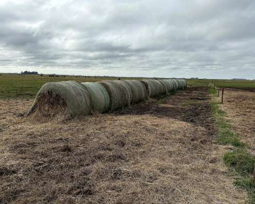 300 Hectáreas Ganaderas, Próximas a Maipu.