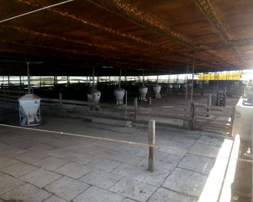 Criadero de Cerdos 300 Madres