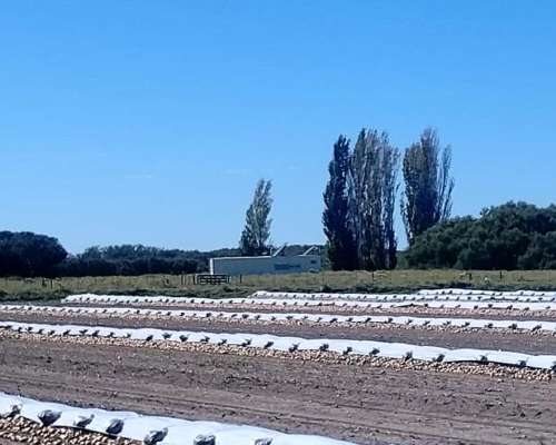 Gran Estancia con Riego, 1600 Ha en Pedro Luro - Pcia BS AS