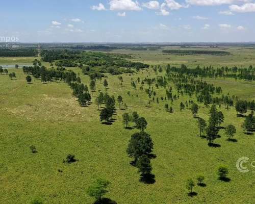 Se Vende Campo de 860 Ha Santo Tomé Corrientes.