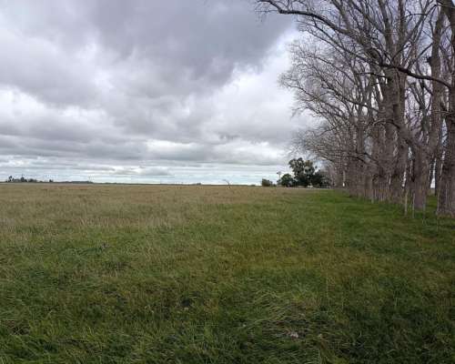 302 HA, Ganadero, Chascomus