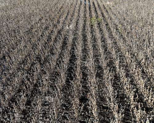 Campo 223 Ha Santa Regina, Gral. Villegas, BS. AS.