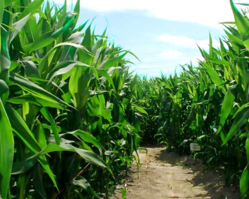 Se Venden 210has Agricolas