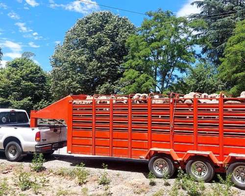 Trailer/carro para Animales. Caballos Ovejas, Corderos, Haci