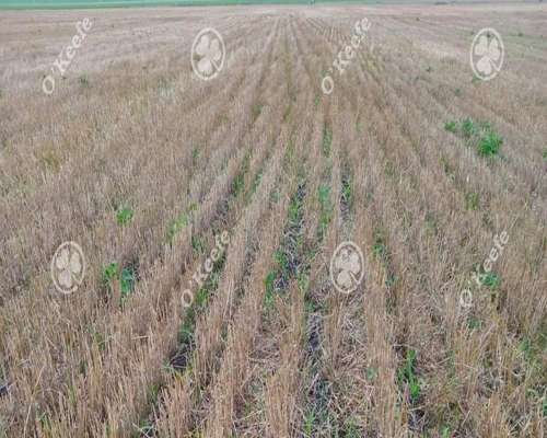 Campo en Venta 178 Has en Loberia