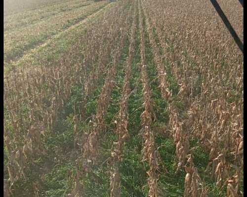193 Hectáreas Agrícolas Sobre Ruta