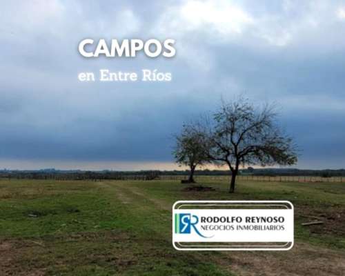 Campo de 16 Hectáreas. (dto Uruguay - E. Ríos)