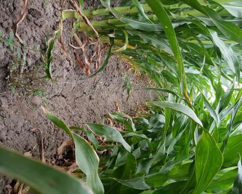 Sudoeste Pcia BS AS Campo Bajo Riego