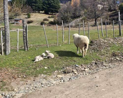 Bariloche, Ganadería y Caza Mayor