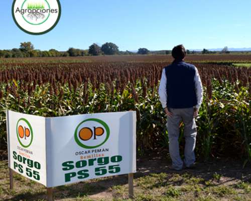 Semilla de Sorgo Granifero P55 - Peman Semillas