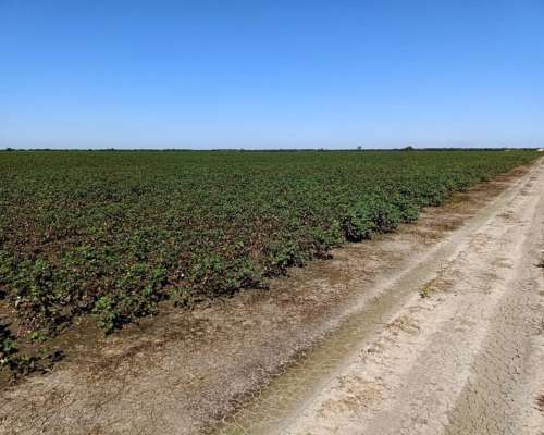 Campo Mixto Agrícola-ganadero en Venta – Dpto. 9 de Julio