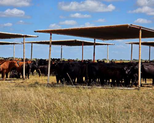 Medias Sombras Móviles (sin Iva)