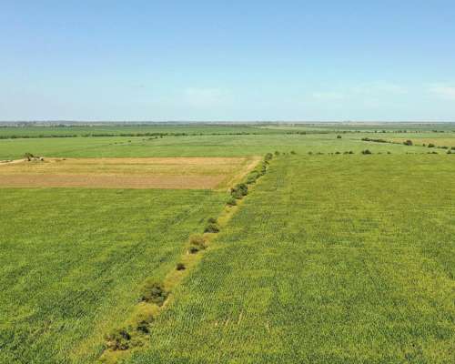 Piquillín, Río Primero, Córdoba - 56 Ha