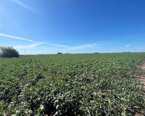 Campo de 210 Has en Venta Riego y Mejoras