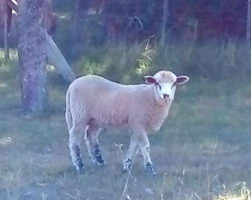 Corderos Borregos Carnero Cordoba