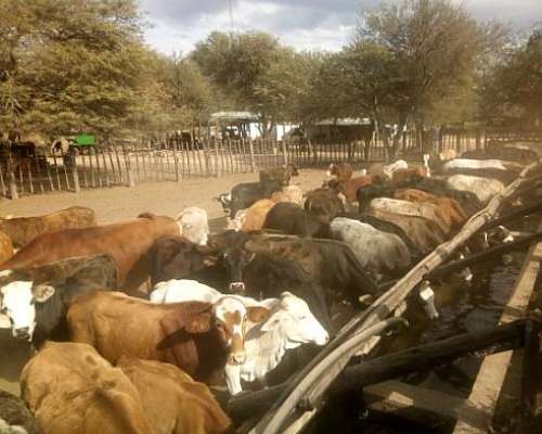 Chaco, Campo Ganadero Armado