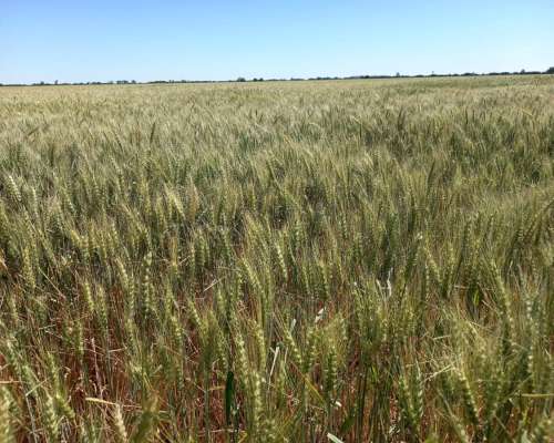 26 Ha Agricolas. Departamento Castellanos.
