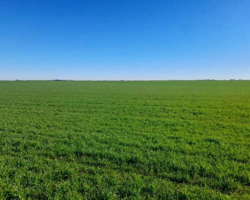 Cordoba – Venta muy Buen Campo Agricola 440 Ha Pampa Arenosa