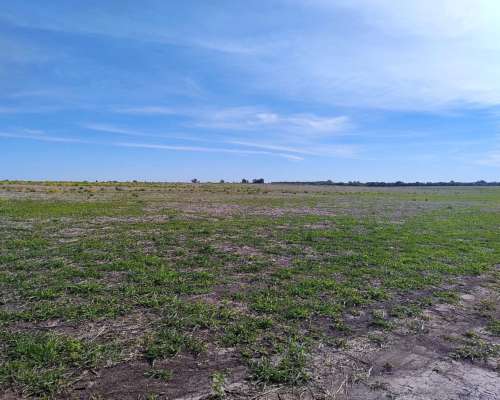 Vendo 135 Has Agricolas Basavilbaso ER