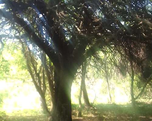 Particular Ofrece en Alquiler Campo Ganadero