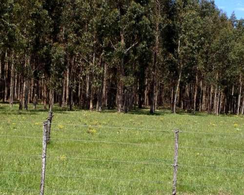 110 Ha Forestales Necochea