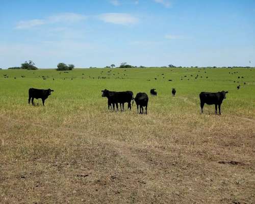 Vendo 1200 Has en Curupaity