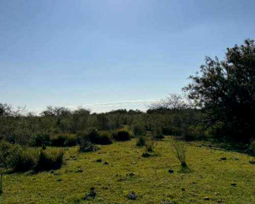 Campo Ganadero 1010 Hectareas